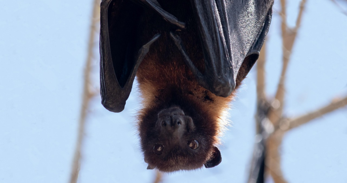 Los murciélagos son clave para la polinización