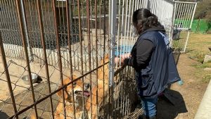 Los animales serán trasladados a diversos albergues y hospitales.