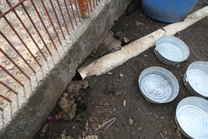 Los animales mostraban signos de maltrato o descuido.