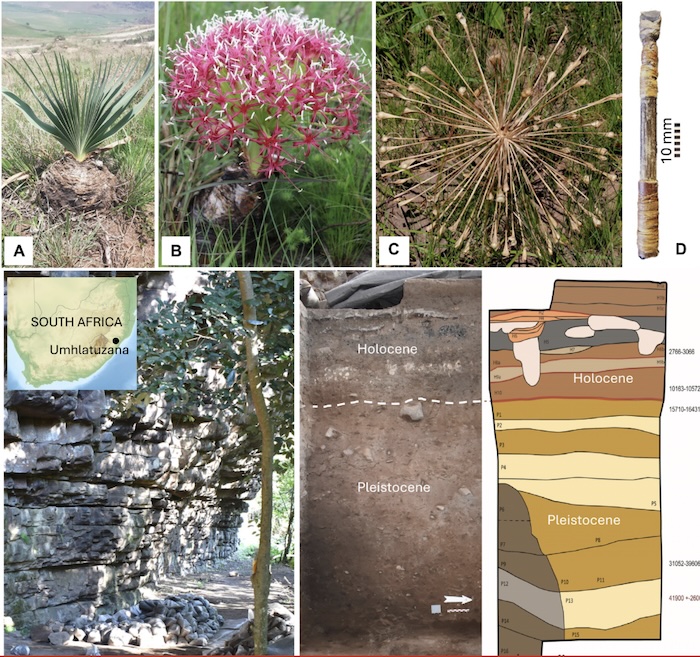 El descubrimiento en Sudáfrica identifica alcaloides tóxicos en estos proyectiles, utilizados para cazar durante el Paleolítico