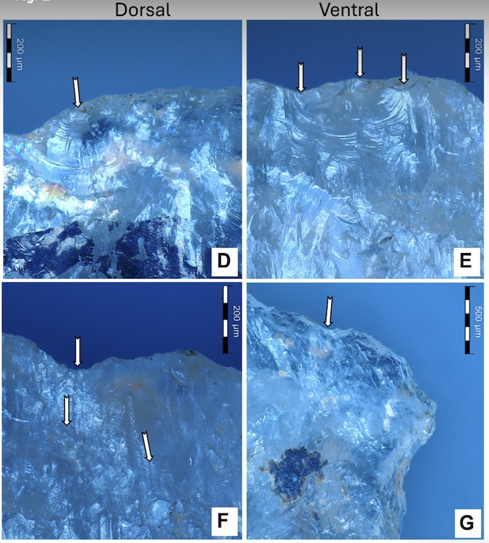 El estudio sugiere que los grupos del Pleistoceno no solo producían herramientas, sino que poseían un conocimiento complejo del entorno.