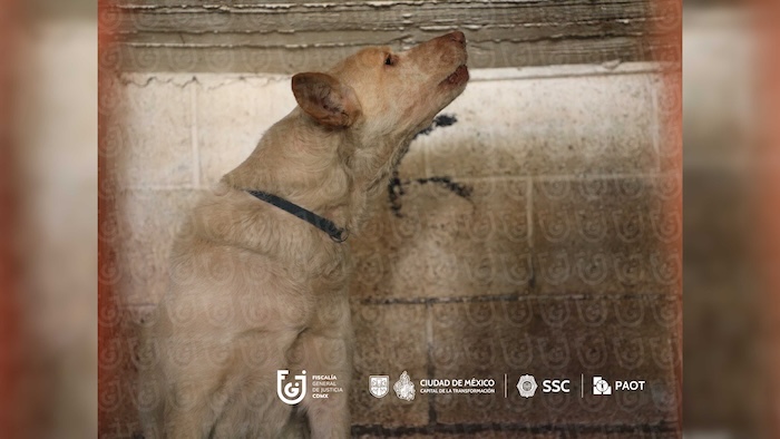 El Gobierno de la CdMx rescató a 858 perros y gatos que fueron víctimas de maltrato dentro del Refugio Franciscano y los trasladó a distintos albergues.