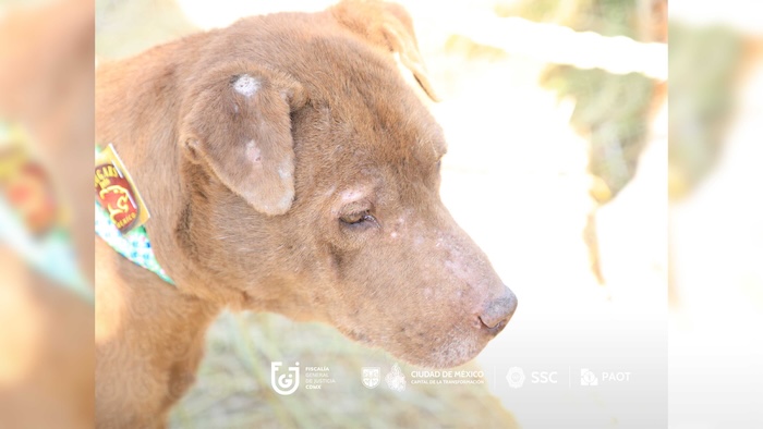 El Gobierno de la CdMx rescató a 858 perros y gatos que fueron víctimas de maltrato dentro del Refugio Franciscano y los trasladó a distintos albergues.