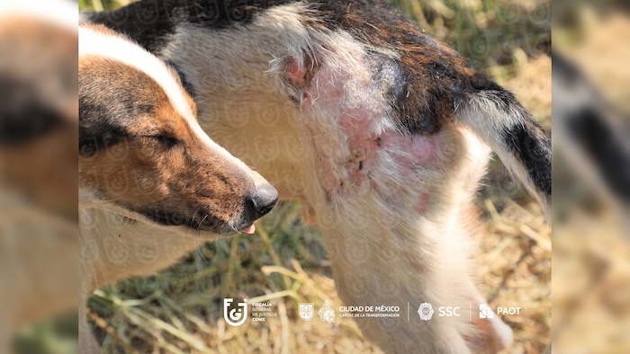 El Gobierno de la CdMx rescató a 858 perros y gatos que fueron víctimas de maltrato dentro del Refugio Franciscano y los trasladó a distintos albergues.