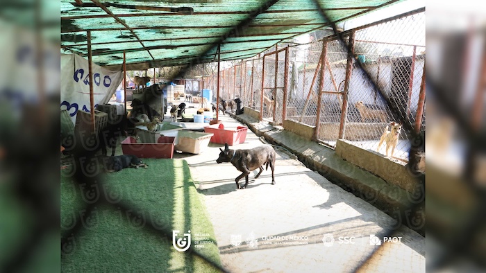 El Gobierno de la CdMx rescató a 858 perros y gatos que fueron víctimas de maltrato dentro del Refugio Franciscano y los trasladó a distintos albergues.
