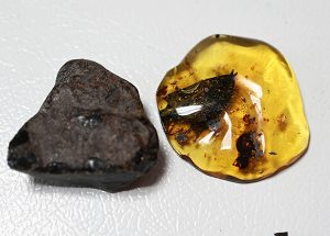 Una nueva especie extinta de árbol productor de resina fue identificada en el municipio de Simojovel de Allende, Chiapas