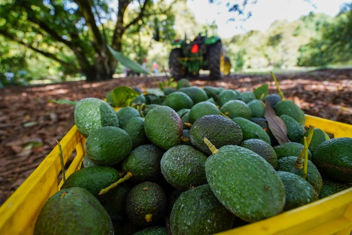 La Secretaría de Economía recalcó que el Super Bowl LX generará un beneficio para México, ya que aportará el 30 por ciento del aguacate que consumirán en EU.