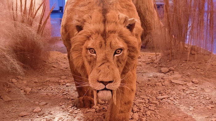 Museo Historia Natural y cultura ambiental