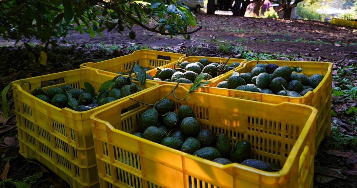 La Secretaría de Economía recalcó que el Super Bowl LX generará un beneficio para México, ya que aportará el 30 por ciento del aguacate que consumirán en EU.