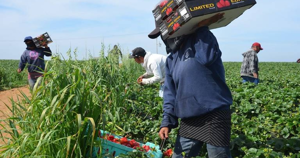 San Quintín es uno de los principales enclaves agroexportadores del país. Su producción de frutos rojos genera millones de pesos en ganancias. Aunque quienes la hacen posible, es decir, las familias jornaleras, permanecen en la precariedad.