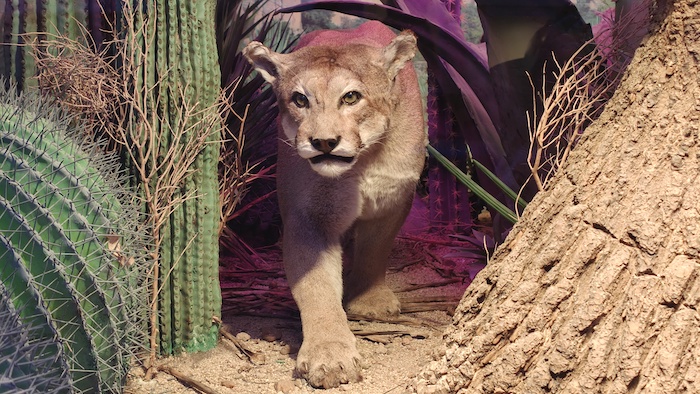 Museo Historia Natural y cultura ambiental
