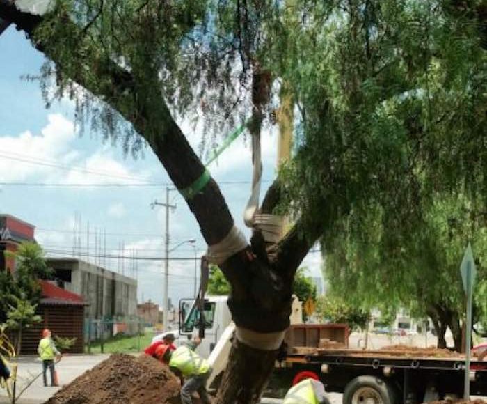 En la imagen, el viejo mezquite de León, Guanajuato. Foto: Archivo Zona Franca.