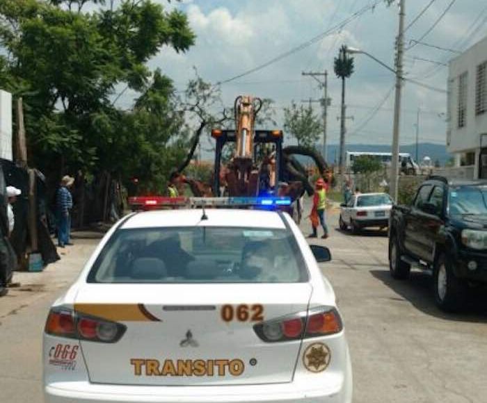 En la imagen, el viejo mezquite de León, Guanajuato. Foto: Archivo Zona Franca.