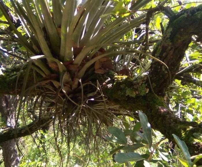 Activistas solicitaron al Gobierno de Guanajuato declare como área natural protegida a la zona conocida como corredor biológico Tambula-Los Picachos-Presa de Allende. Foto: Zona Franca.