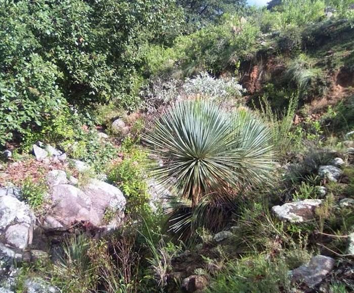 Activistas solicitaron al Gobierno de Guanajuato declare como área natural protegida a la zona conocida como corredor biológico Tambula-Los Picachos-Presa de Allende. Foto: Zona Franca.