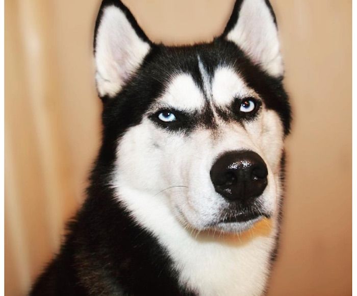 Foto: Instagram vía huskyanuko