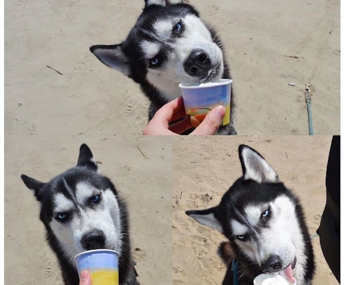 Foto: Instagram vía huskyanuko