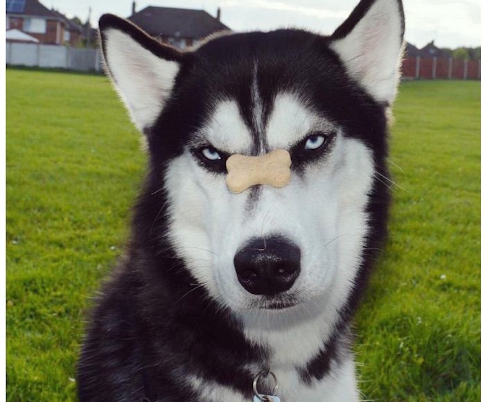 Foto: Instagram vía huskyanuko