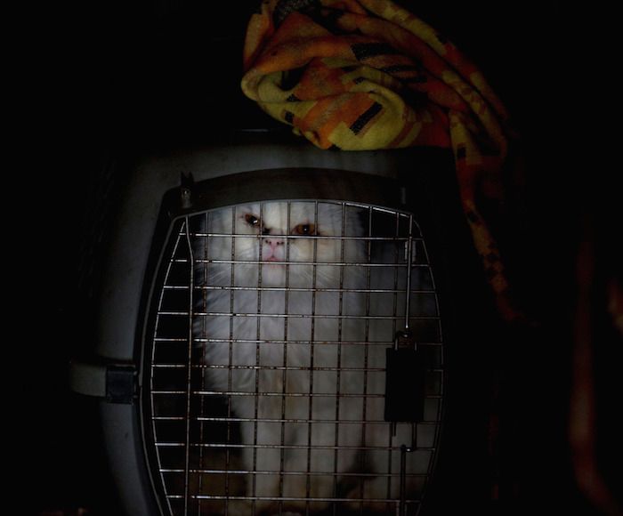 Conforme se agrava la crisis económica en Venezuela, el desabastecimiendo de comida y la creciente pobreza obligan a venezolanos antes de clase media a hacer lo impensable y dejar que sus mascotas pasen hambre o abandonarlas en la calle. Foto: AP