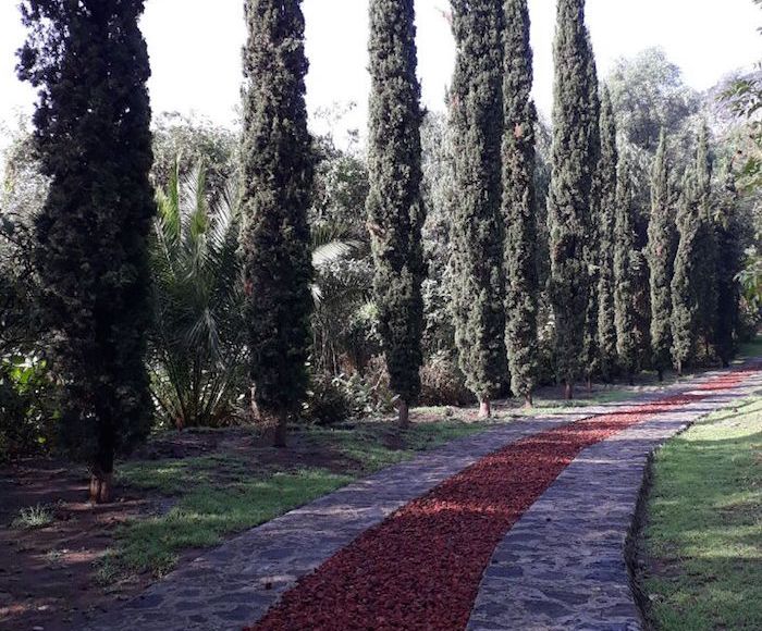 En La Cantera, una reserva verde que funge como uno de los pocos pulmones con que cuenta la capital mexicana, especialistas estudian y hacen esfuerzos por conservar a los colibríes. Fotos: Ivette Lira, SinEmbargo.